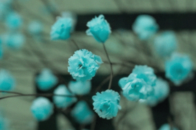 Fresh_Look_Series_Panel_Image_Option_3